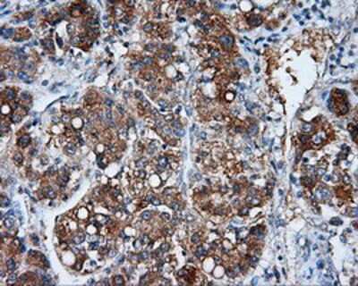 Immunohistochemistry-Paraffin: NME4 Antibody (OTI1A5) [NBP2-02487]