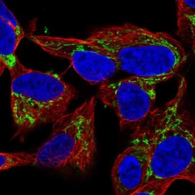 Immunocytochemistry/ Immunofluorescence: NME4 Antibody [NBP2-57471]