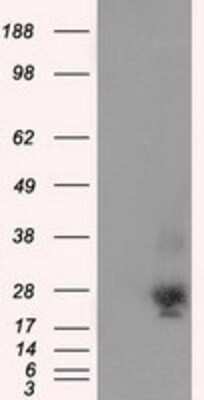 Western Blot: NME4 Antibody (OTI1A5)Azide and BSA Free [NBP2-73005]