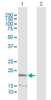 Western Blot: NME4 Antibody [H00004833-B01P]