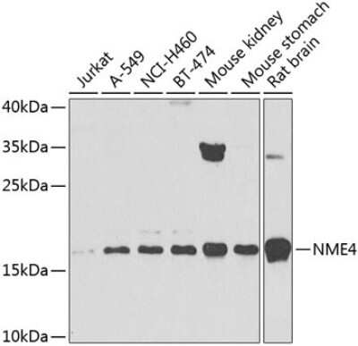 Western Blot: NME4 AntibodyBSA Free [NBP2-94554]