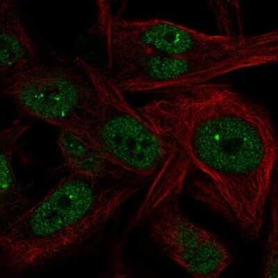 Immunocytochemistry/ Immunofluorescence: NME5 Antibody [NBP2-58388]