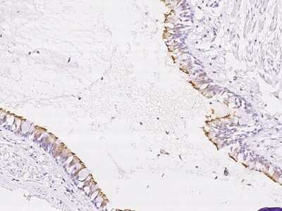 Immunohistochemistry-Paraffin: NME5 Antibody [NBP2-98490]