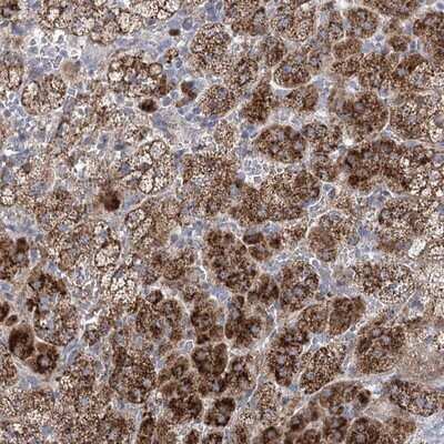 Immunohistochemistry-Paraffin: NME7 Antibody [NBP1-83482]
