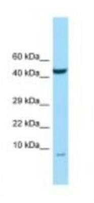 Western Blot: NMES1 Antibody [NBP1-98391]