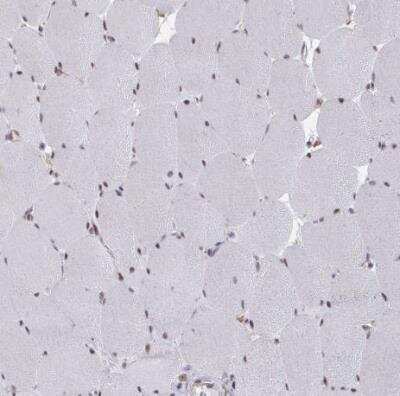 Immunohistochemistry-Paraffin: NMNAT-1 Antibody [NBP2-32464]