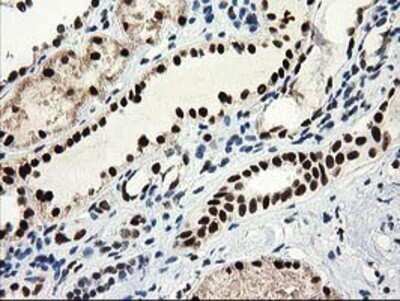 Immunohistochemistry: NMNAT-1 Antibody (OTI1G4) - Azide and BSA Free [NBP2-73017]