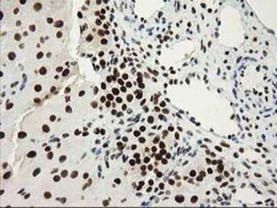 Immunohistochemistry: NMNAT-1 Antibody (OTI1G4) - Azide and BSA Free [NBP2-73017]
