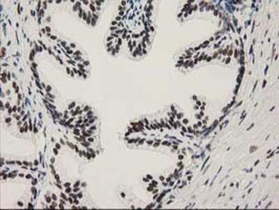 Immunohistochemistry: NMNAT-1 Antibody (OTI1G4) - Azide and BSA Free [NBP2-73017]