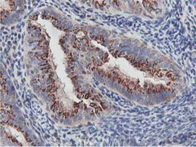 Immunohistochemistry-Paraffin: NMT2 Antibody (OTI1G3) [NBP2-01676]