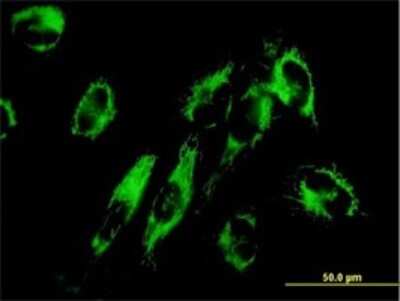 Immunocytochemistry/ Immunofluorescence: NNT Antibody (1D6) [H00023530-M01]