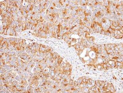 Immunohistochemistry-Paraffin: NNT Antibody [NBP1-32109]