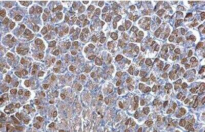 Immunohistochemistry-Paraffin: NNT Antibody [NBP1-32109]