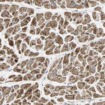 Immunohistochemistry-Paraffin: NNT Antibody [NBP1-86512]