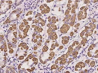 Immunohistochemistry-Paraffin: NNT Antibody [NBP2-98006]