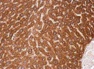 Immunohistochemistry-Paraffin: NOA1 Antibody [NBP2-19557]