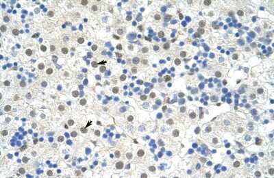 Immunohistochemistry: NOBOX Antibody [NBP2-84185]
