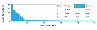 Protein Array: NOC4L Antibody (PCRP-NOC4L-1E3) - Azide and BSA Free [NBP3-08308]