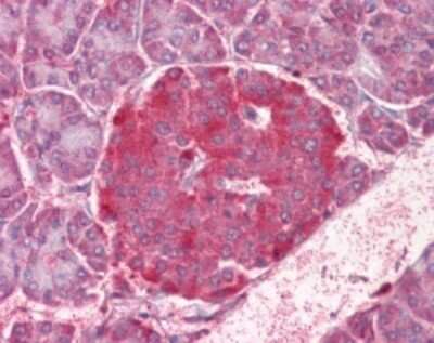 Immunohistochemistry-Paraffin: NOD1 Antibody [NB100-56878]