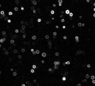 Immunocytochemistry/ Immunofluorescence: NOD2 Antibody (2D9) - BSA Free [NB100-524]