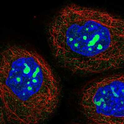 Immunocytochemistry/ Immunofluorescence: NOL1 Antibody [NBP1-92192]