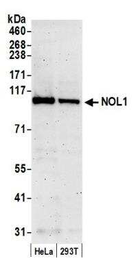 Western Blot: NOL1 Antibody [NBP1-18907]