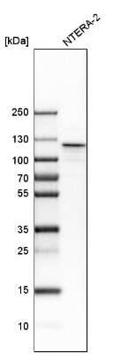 Western Blot: NOL1 Antibody [NBP1-92192]