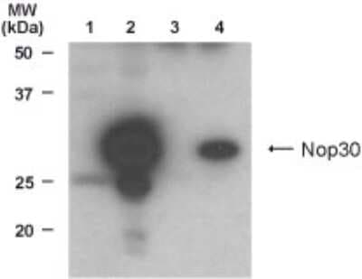 Western Blot: ARC/NOL3 AntibodyBSA Free [NB500-257]