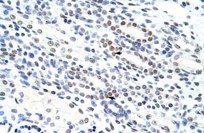 Immunohistochemistry-Paraffin: NOL4 Antibody [NBP1-57244]