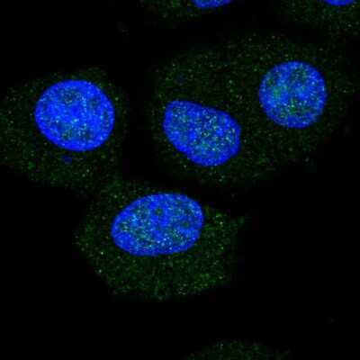 Immunocytochemistry/ Immunofluorescence: NOL6 Antibody [NBP2-57528]