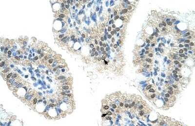 Immunohistochemistry-Paraffin: NOL6 Antibody [NBP1-57231]