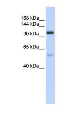 Western Blot: NOL6 Antibody [NBP1-57280]