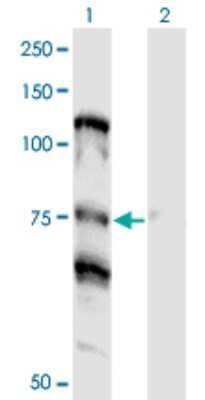 Western Blot: NOLC1 Antibody (3F8) [H00009221-M01]