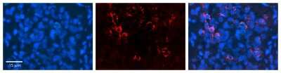 Immunohistochemistry: NOMO1 Antibody [NBP1-79566]