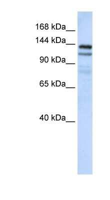 Western Blot: NOMO1 Antibody [NBP1-79566]
