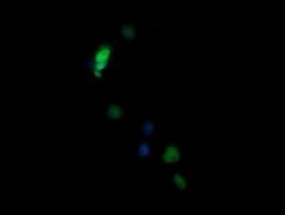 Immunofluorescence: NONO Antibody (OTI3F8) [NBP2-46194]