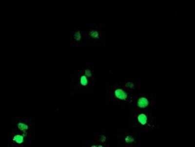 Immunocytochemistry/ Immunofluorescence: NONO Antibody (OTI4D9) - Azide and BSA Free [NBP2-73034]