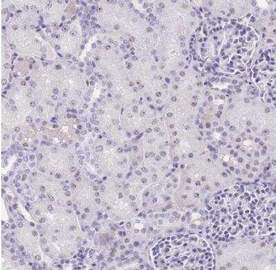 Immunohistochemistry-Paraffin: NOP56 Antibody [NBP2-13666]