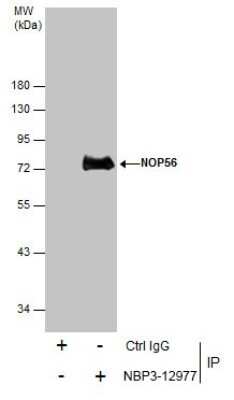 Immunoprecipitation: NOP56 Antibody [NBP3-12977]