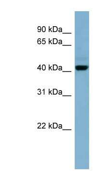Western Blot: NOR1/OSCP1 Antibody [NBP1-70659]