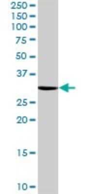 Western Blot: NOSIP Antibody [H00051070-B01P]