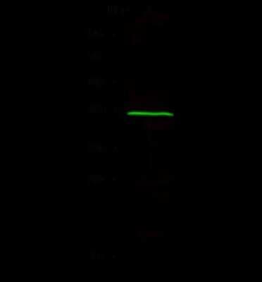 Western Blot: NOXRED1 Antibody [NBP2-99260]