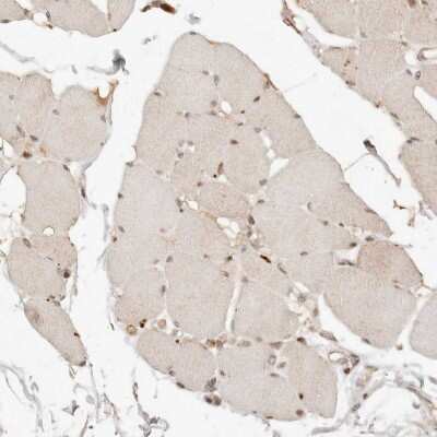 Immunohistochemistry-Paraffin: NPAS2 Antibody [NBP1-88612]