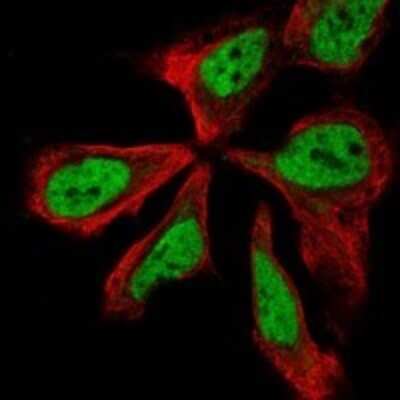 Immunocytochemistry/ Immunofluorescence: NPAS3 Antibody [NBP3-17286]
