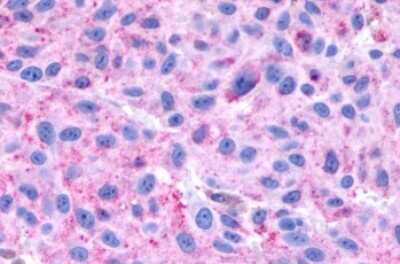 Immunohistochemistry-Paraffin: NPBWR1 Antibody - BSA Free [NLS171]