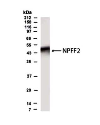Western Blot: GPR74/NPFFR2 AntibodyBSA Free [NB300-169]