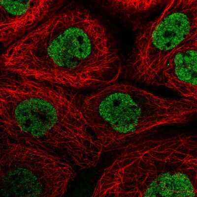 Immunocytochemistry/ Immunofluorescence: NPIP Antibody [NBP2-46813]