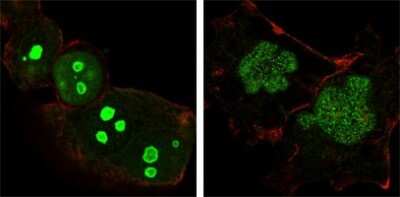 Immunocytochemistry/ Immunofluorescence: NPM1 Antibody (7H10B9) - BSA Free [NBP1-47354]