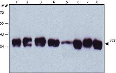 Immunoblotting: NPM1 Antibody (FC82291) [NB600-1030]