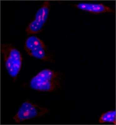 Immunofluorescence: NPM1 Antibody (FC82291) [NB600-1030]